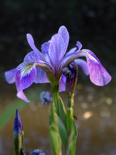 purple iris / Iris versicolor: The flowers of _Iris versicolor_ are purple, apart from a yellow patch at the base of each tepal, surrounded by a pale band.