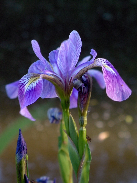 purple iris / Iris versicolor