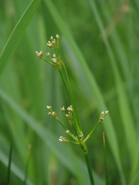 blunt-flowered rush / Juncus subnodulosus: _Juncus subnodulosus_ is an unusual rush that prefers base-rich conditions; it is similar to _Juncus articulatus_, but has paler, blunter tepals.