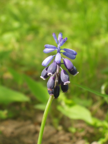 grape hyacinth / Muscari neglectum: _Muscari neglectum_ is native to some parts of East Anglica; its lowest flowers are deep violet, unlike in the garden plant _Muscari armeniacum_.
