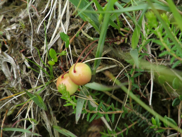 cranberry / Vaccinium oxycoccos: When ripe, the fruit of _Vaccinium oxycoccos_ is red.