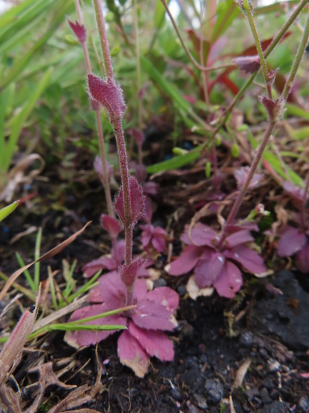 wall whitlow-grass / Drabella muralis: A rosette of basal leaves is present when the plant is flowering, and there are also toothed stem-leaves with clasping bases; the plant is adorned with numerous stellate hairs.