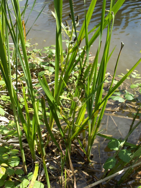 branched bur-reed / Sparganium erectum: _Sparganium erectum_ grows in shallow water across the British Isles.