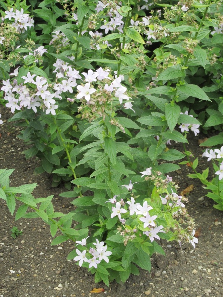 milky bellflower / Campanula lactiflora: _Campanula lactiflora_ is a garden plant native to Turkey and Iran.