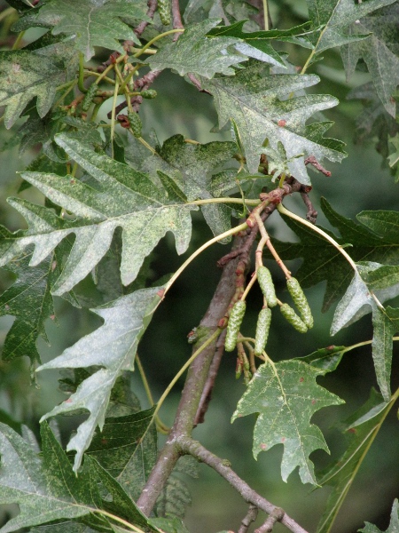 alder / Alnus glutinosa: _Alnus glutinosa_ ’Laciniata’ is a cultivar with deeply cut leaves.