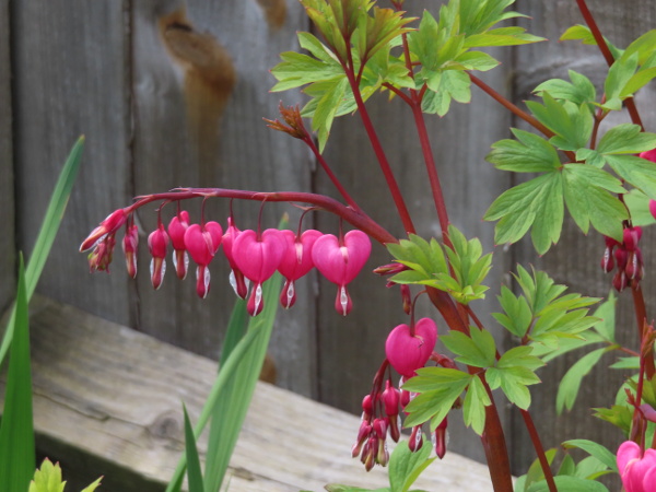 Asian bleeding heart / Lamprocapnos spectabilis: _Lamprocapnos spectabilis_ has ‘bleeding-heart’ flowers, like _Dicentra formosa_, but in simple racemes on leafy stems.