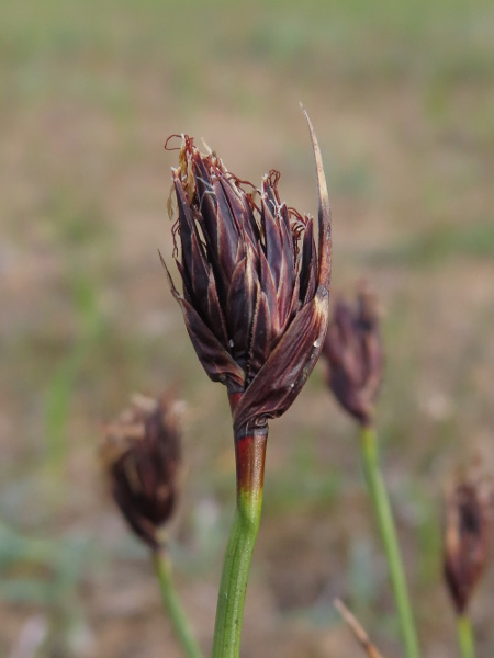 black bog-rush / Schoenus nigricans: The inflorescence of _Schoenus nigricans_ consists of several flattened spikelets crowded together; the lowest bract is usually longer than the inflorescence, in contrast to the extremely rare _Schoenus ferrugineus_.