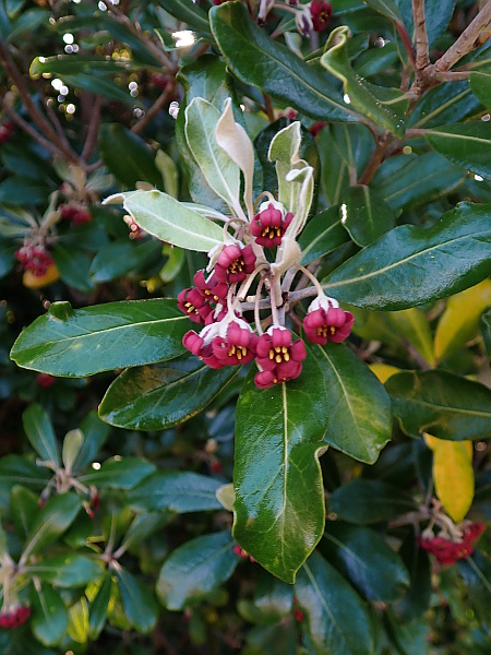 karo / Pittosporum crassifolium: _Pittosporum crassifolium_ is an evergreen tree native to the North Island of New Zealand, but is now one of the dominant tree species on the Isles of Scilly (VC1).