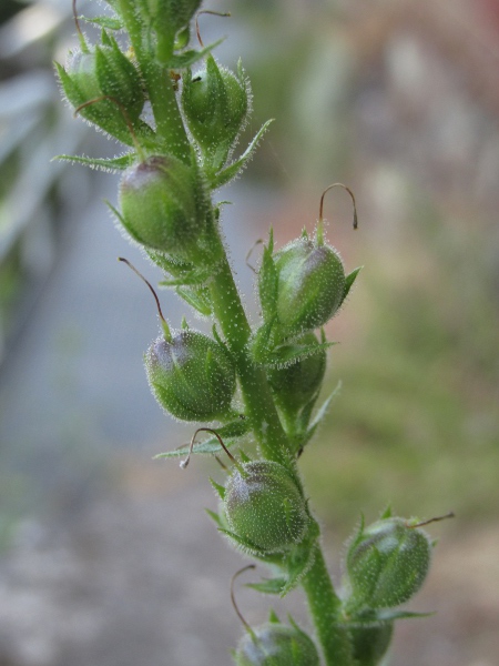 moth mullein / Verbascum blattaria: Fruit