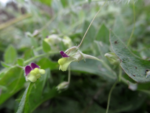 sharp-leaved fluellen / Kickxia elatine: The flowers of _Kickxia elatine_ have straighter spurs than those of _Kickxia spuria_.