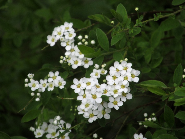 bridal spray / Spiraea × arguta: _Spiraea_ × _arguta_ has small, entire leaves.