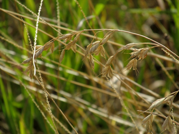 rye brome / Bromus secalinus: _Bromus secalinus_ is a decreasing weed of arable fields.