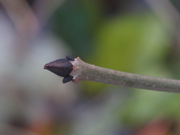 ash / Fraxinus excelsior: _Fraxinus excelsior_ has distinctive black buds in winter.