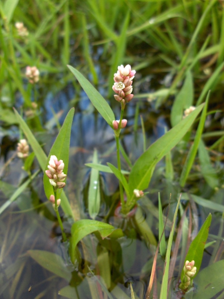 redshank / Persicaria maculosa