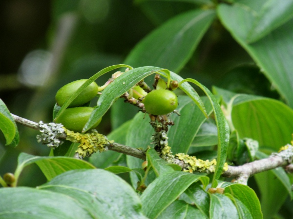 cornelian cherry / Cornus mas: Leaves and unripe fruit