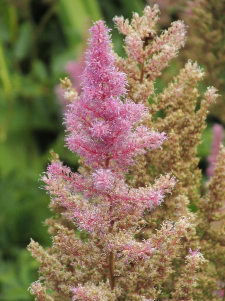 red false buck’s-beard / Astilbe × arendsii: The petals of _Astilbe_ × _arendsii_ are elliptic and 2–2.5 times longer than the sepals (narrower and longer in _Astilbe chinense_; broader and shorter in _Astilbe japonica_).
