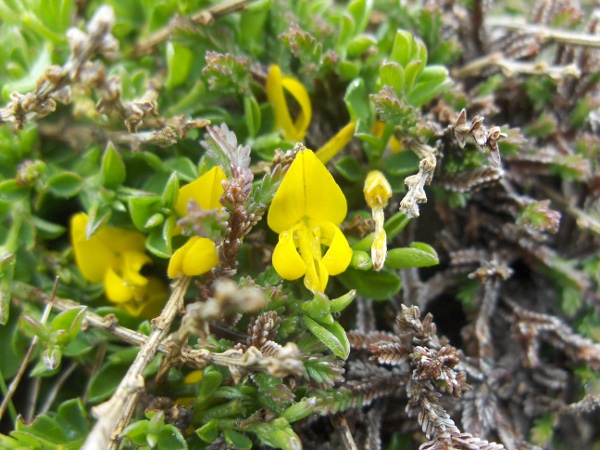 hairy greenweed / Genista pilosa: The flowers and leaves of _Genista pilosa_ are distinctively hairy.