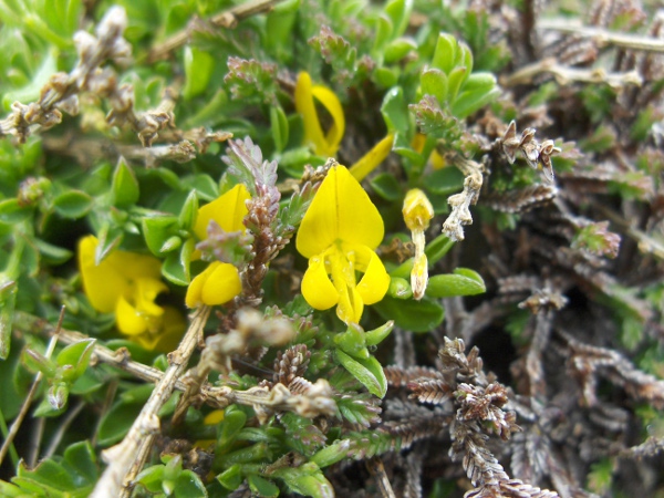 hairy greenweed / Genista pilosa