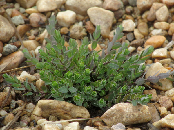 Arctic sandwort / Arenaria norvegica subsp. norvegica: _Arenaria norvegica_ subsp. _norvegica_ grows in base-rich screes and river gravels at a few sites in western Scotland, northern Shetland and the Burren.