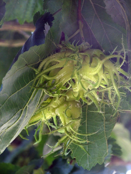 Turkish hazel / Corylus colurna: The nuts of _Corylus colurna_ is enclosed by bracts with long, tentacle-like lobes.