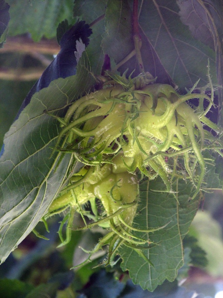 Turkish hazel / Corylus colurna