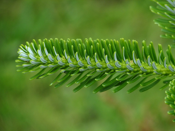 Caucasian fir / Abies nordmanniana: The leaves of _Abies nordmanniana_ do not part along an axis, revealing an unbroken view of the twig below.