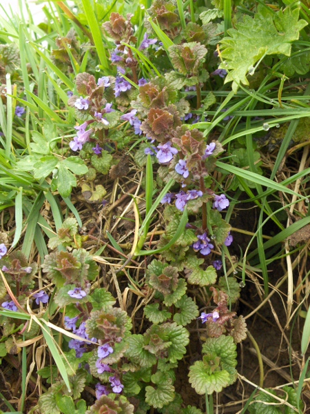 ground ivy / Glechoma hederacea: _Glechoma hederacea_ grows in woodlands and hedgerows throughout the British Isles except north-western parts of Scotland and Ireland.