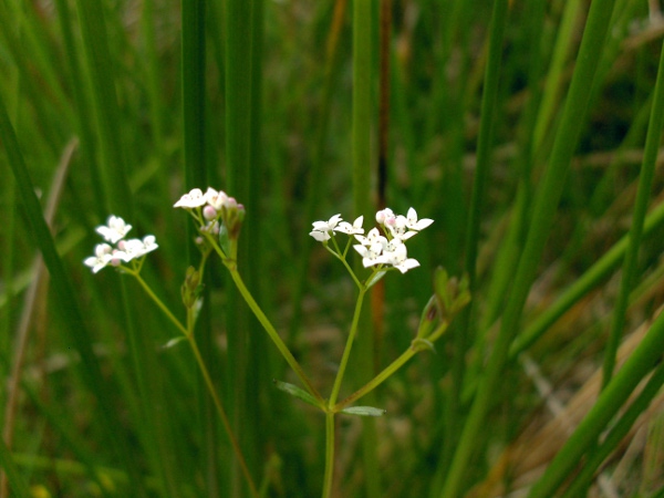 common marsh-bedstraw / Galium palustre: _Galium palustre_ grows in wetlands across the British Isles.