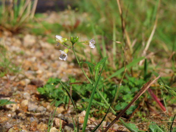 sand rock-cress / Arabidopsis arenosa: _Arabidopsis arenosa_ is a rare casual from continental Europe and Greenland; its flowers are faintly pink-coloured.