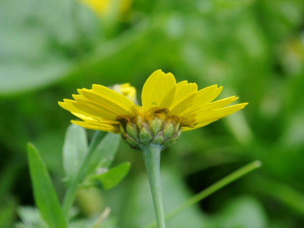 corn marigold / Glebionis segetum: The phyllaries of _Glebionis segetum_ have scarious borders.