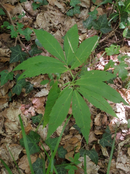 pinnate coralroot / Cardamine heptaphylla: _Cardamine heptaphylla_ (seen here in fruit) is a rare escape found in woodlands. Its 7-parted leaves are quite distinctive.