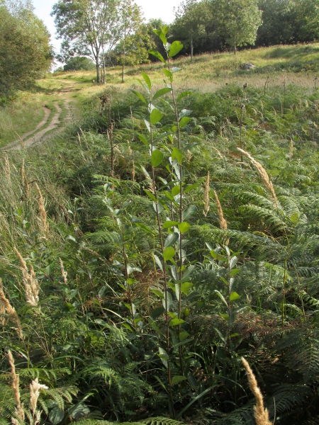 grey willow / Salix cinerea: _Salix cinerea_ is common across the British in woods and in East Anglia in fens.
