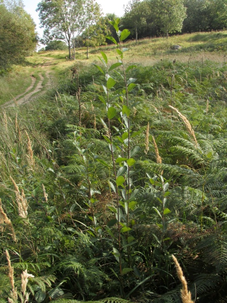 grey willow / Salix cinerea