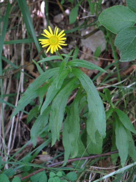 willow-leaved yellow oxeye / Buphthalmum salicifolium