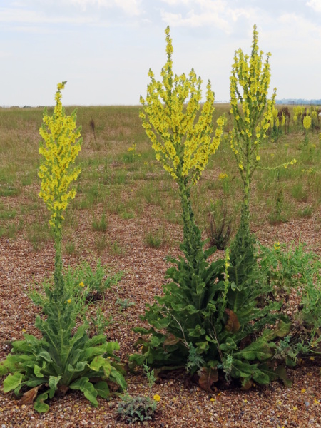 Hungarian mullein / Verbascum speciosum: The inflorescence of _Verbascum speciosum_ is generally branched; it differs from _Verbascum pulverulentum_ in several subtle ways, including the rapid reduction in leaf length up the stem leaving a narrow column below the inflorescence.