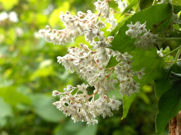 Russian vine / Fallopia baldschuanica: The inflorescences of _Fallopia baldschuanica_ are repeatedly branched.