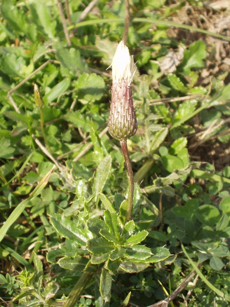 creeping thistle / Cirsium arvense: Habitus