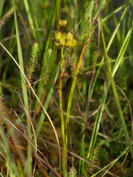 Rannoch rush / Scheuchzeria palustris: _Scheuchzeria palustris_ can be recognised in fruit by its groups of (usually) 3 inflated follicles.