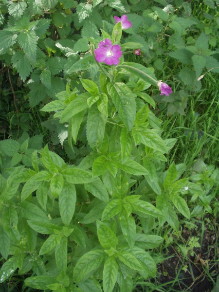 great willowherb / Epilobium hirsutum: _Epilobium hirsutum_ is a hairy willow-herb found in damp woodland margins throughout the British Isles.