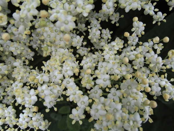 elder / Sambucus nigra: _Sambucus nigra_ is a shrub or small tree found throughout the British Isles, although it is not native to the far north of Scotland.