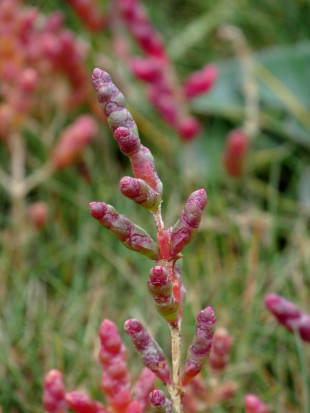 purple glasswort / Salicornia ramosissima: The central flower has a scarious distal margin in _Salicornia ramosissima_.