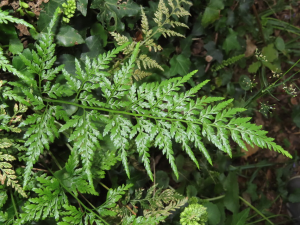 Irish spleenwort / Asplenium onopteris: _Asplenium onopteris_ is a very rare fern, restricted in the British Isles to sites scattered across southern Ireland; it is closely related to and can hybridise with _Asplenium adiantum-nigrum_, but has longer-attenuate pinnae and pinnules.