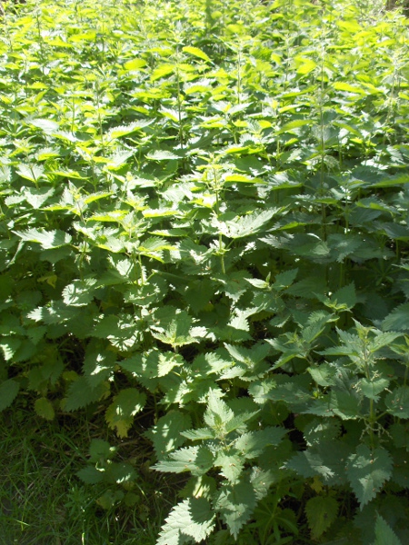 common nettle / Urtica dioica: Stinging nettles are covered in hairs that can produce a painful sting.