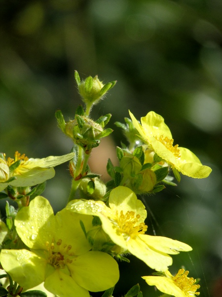 shrubby cinquefoil / Dasiphora fruticosa: _Dasiphora fruticosa_ is a shrub that grows natively in the Burren (VCH9), on the shores of Lough Corrib, in the Lake District and in Upper Teesdale, but is also widely grown in gardens and parks.