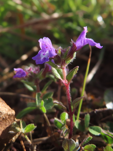 basil thyme / Clinopodium acinos: _Clinopodium acinos_ is a small annual plant of open ground over calcareous soils; its flowers have a characteristic bulge on the underside.