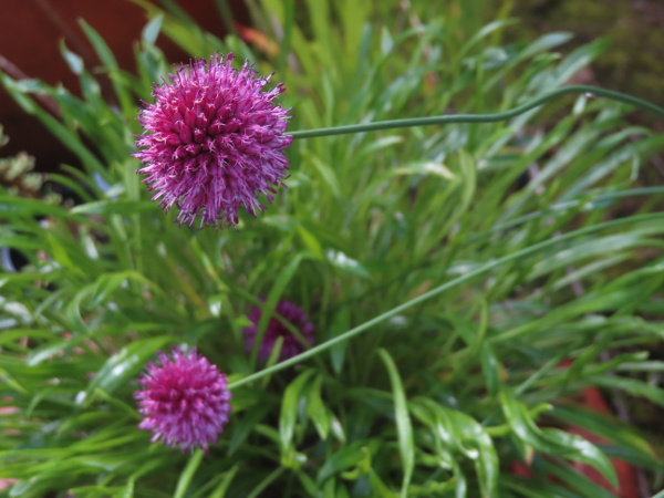 round-headed leek / Allium sphaerocephalon: _Allium sphaerocephalon_ has globose heads of pinkish flowers (and no bulbils); it is native to the Avon Gorge in Bristol, but is also popular as a garden plant.