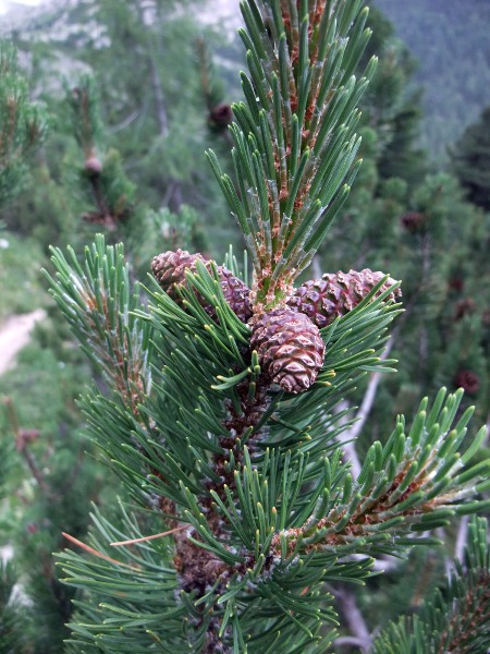 dwarf mountain pine / Pinus mugo: _Pinus mugo_ is a trailing to ascending pine native to the mountains of southern and central Europe, with short needles and small cones.