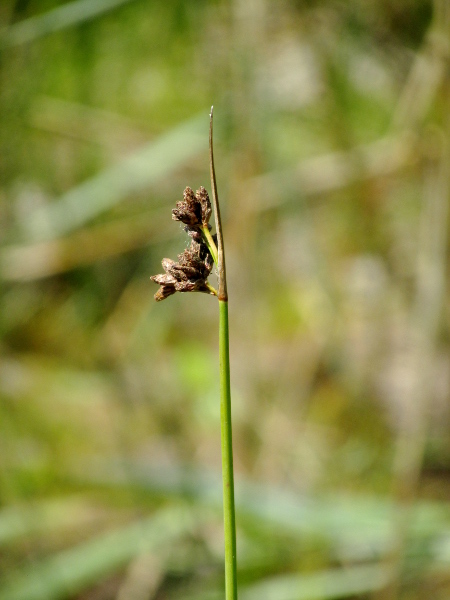 grey club-rush / Schoenoplectus tabernaemontani: _Schoenoplectus tabernaemontani_ is like a small _S. lacustris_, with 2 stigmas per flower and tiny red papillae on its glumes; it occurs in both coastal and inland waters.