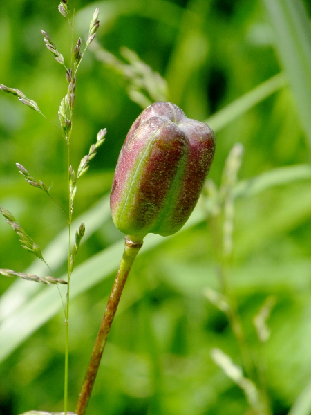 fritillary / Fritillaria meleagris