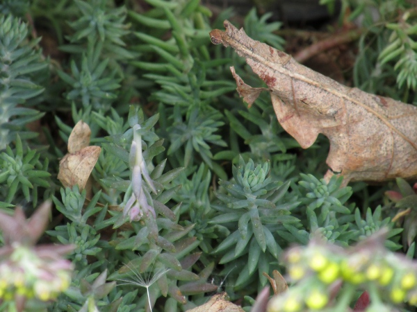 reflexed stonecrop / Petrosedum rupestre: Leaves